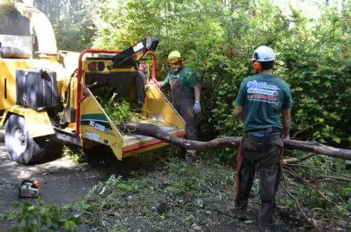 tree services Cedar Falls